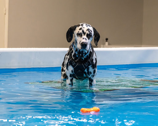 Doggy Gym and Swim - Gym Photo